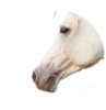 Paarden